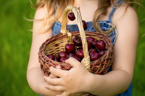 A girl with a basket of cherries on a background of green grass