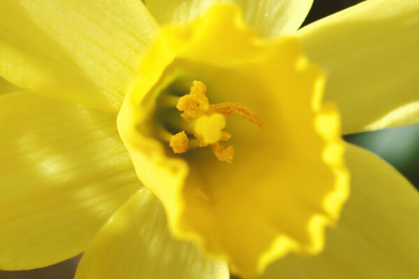 Narcisse jaune vif gros plan