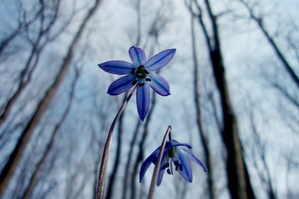 Blue flower on a frosty morning