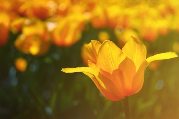 Orange summer Flower macro