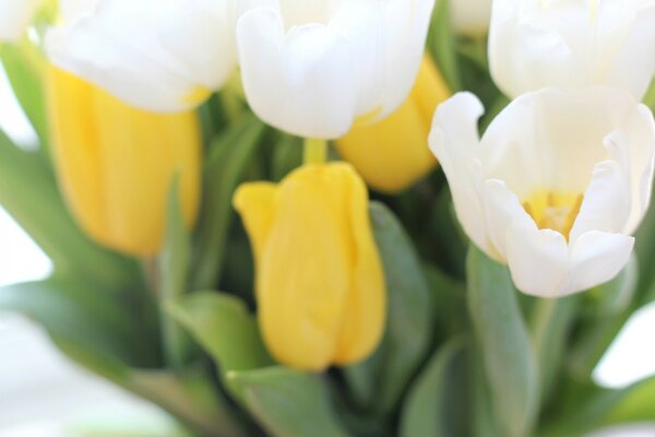 Tulipanes blancos y picados en un ramo