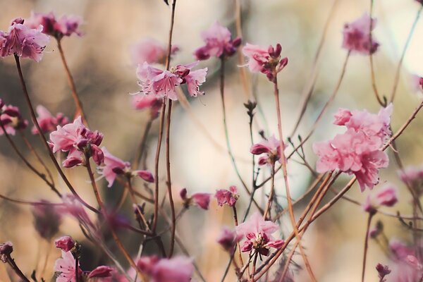 Pequenas flores rosa em hastes finas