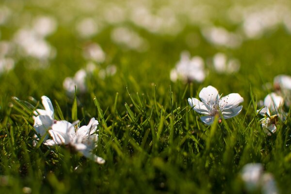 Green grass with white flowers