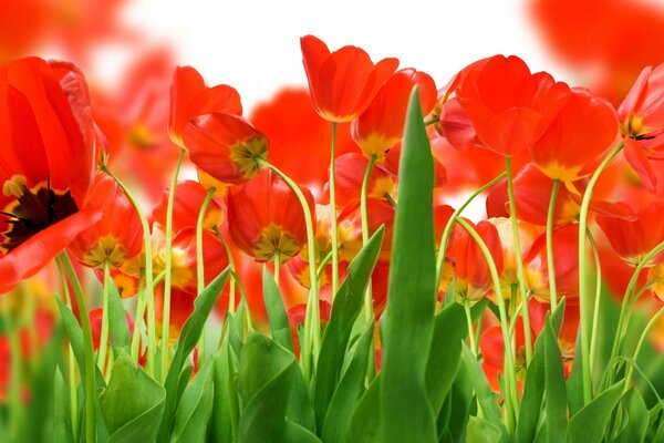 Bild von blühenden Tulpen mit grünen Blättern