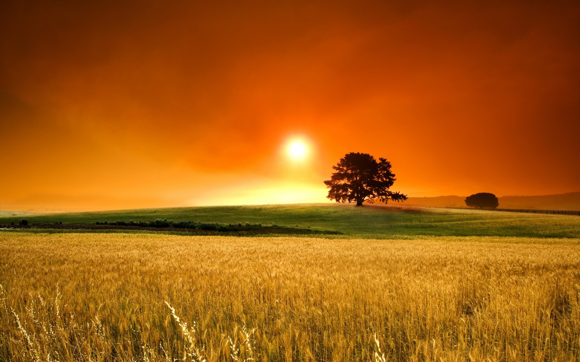 verano puesta de sol trigo rural sol cereales amanecer campo pasto campo tierras de cultivo maíz agricultura paisaje naturaleza cosecha buen tiempo oro granja cielo