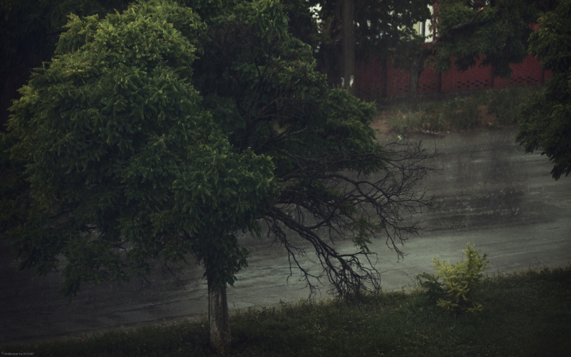 summer tree wood landscape water outdoors nature travel rain fog leaf river light environment dawn rainforest evening conifer