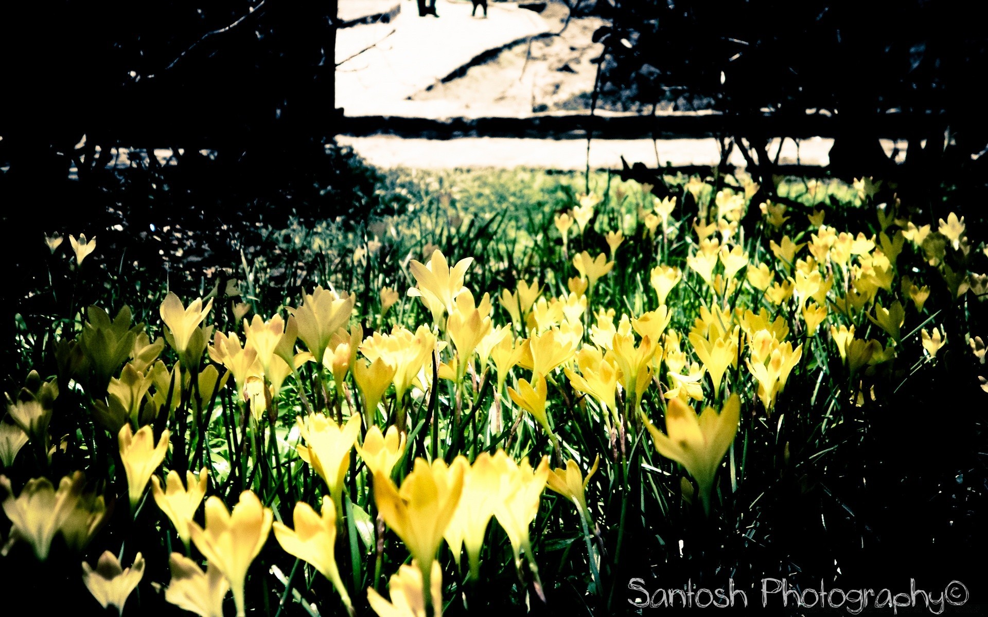 frühling blume garten natur flora blatt tulpe sommer ostern blühen blütenblatt blumen wachstum gutes wetter