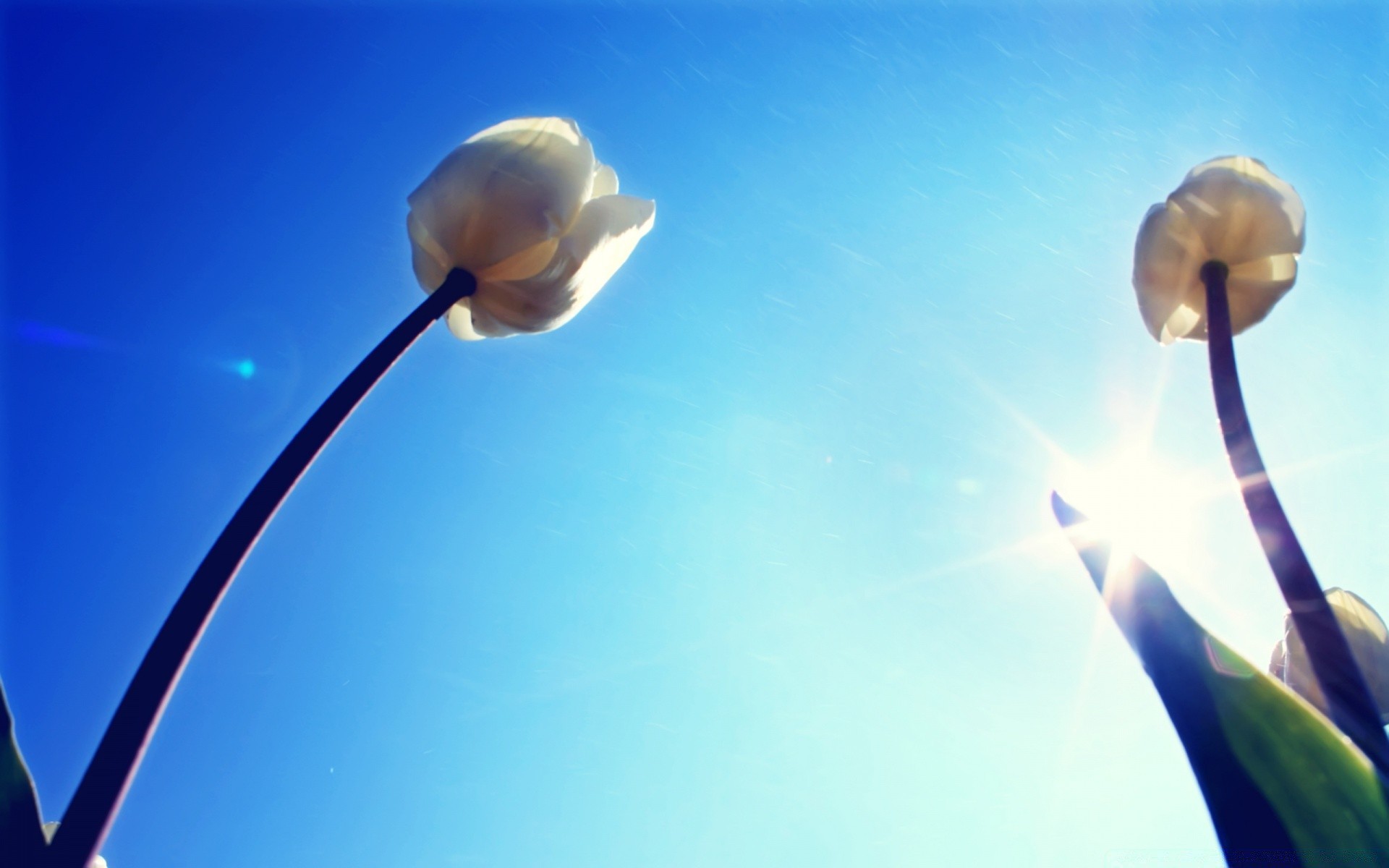 春天 天空 自然 光 太阳 模糊 户外 好天气