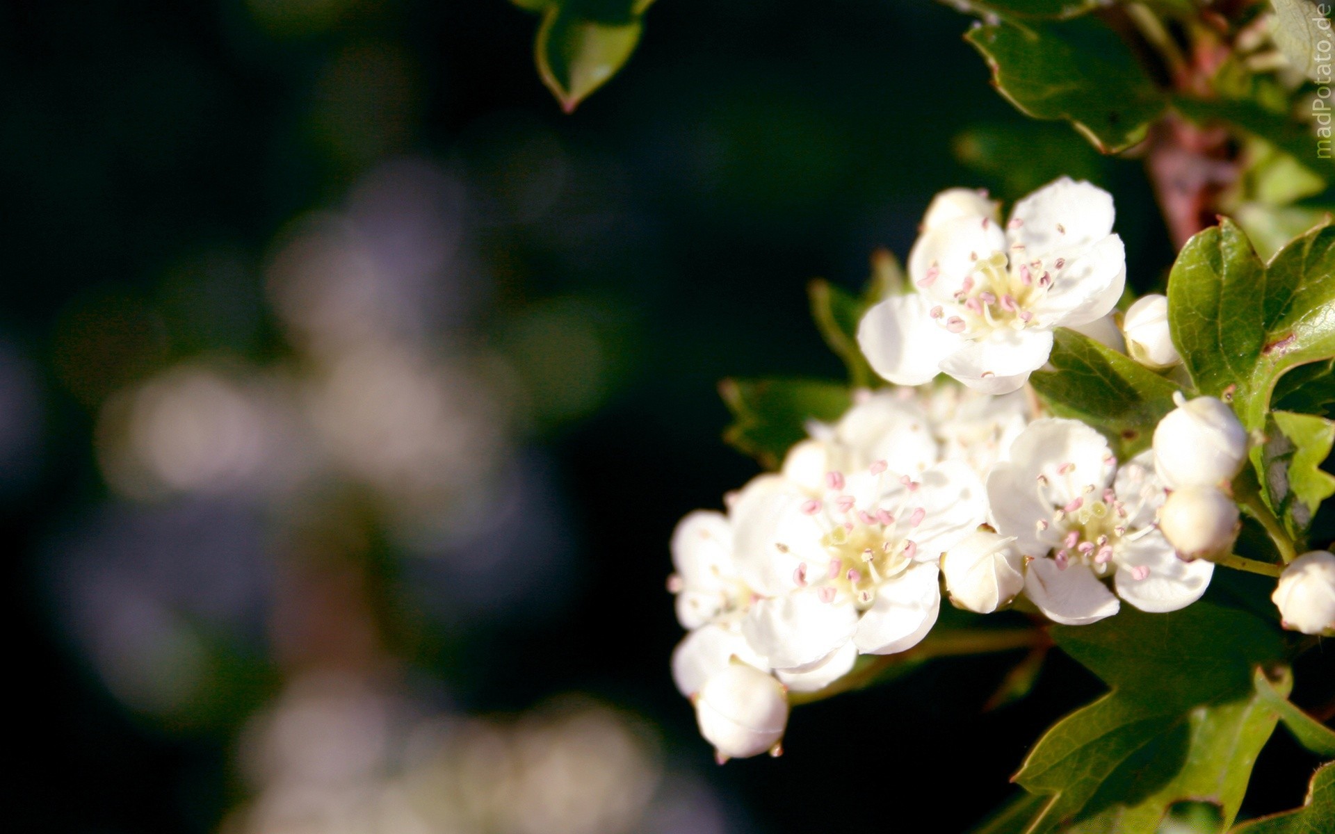 spring flower nature flora leaf garden apple tree petal branch floral blooming cherry summer color growth close-up bud outdoors season