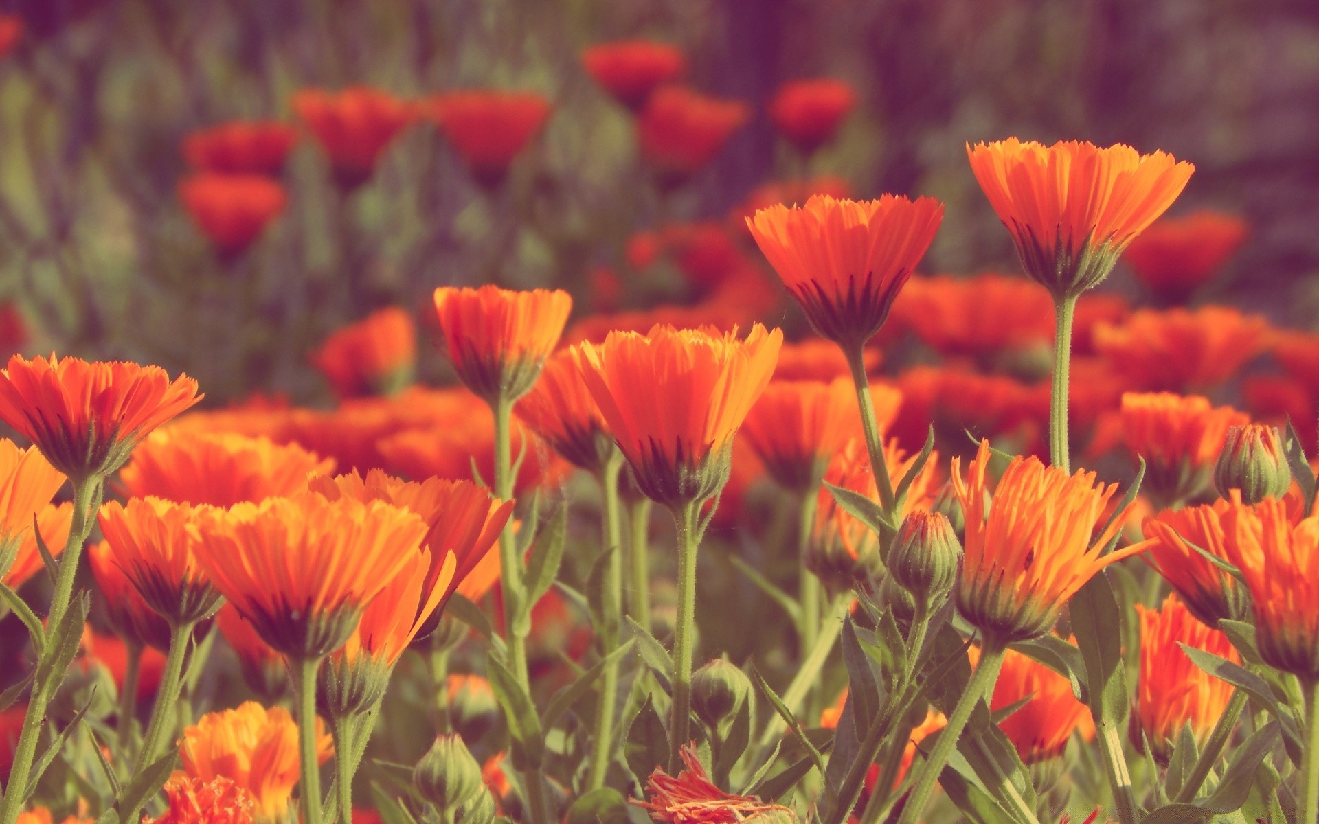 summer flower nature flora field floral bright leaf garden color petal blooming fair weather sun growth outdoors season hayfield vibrant