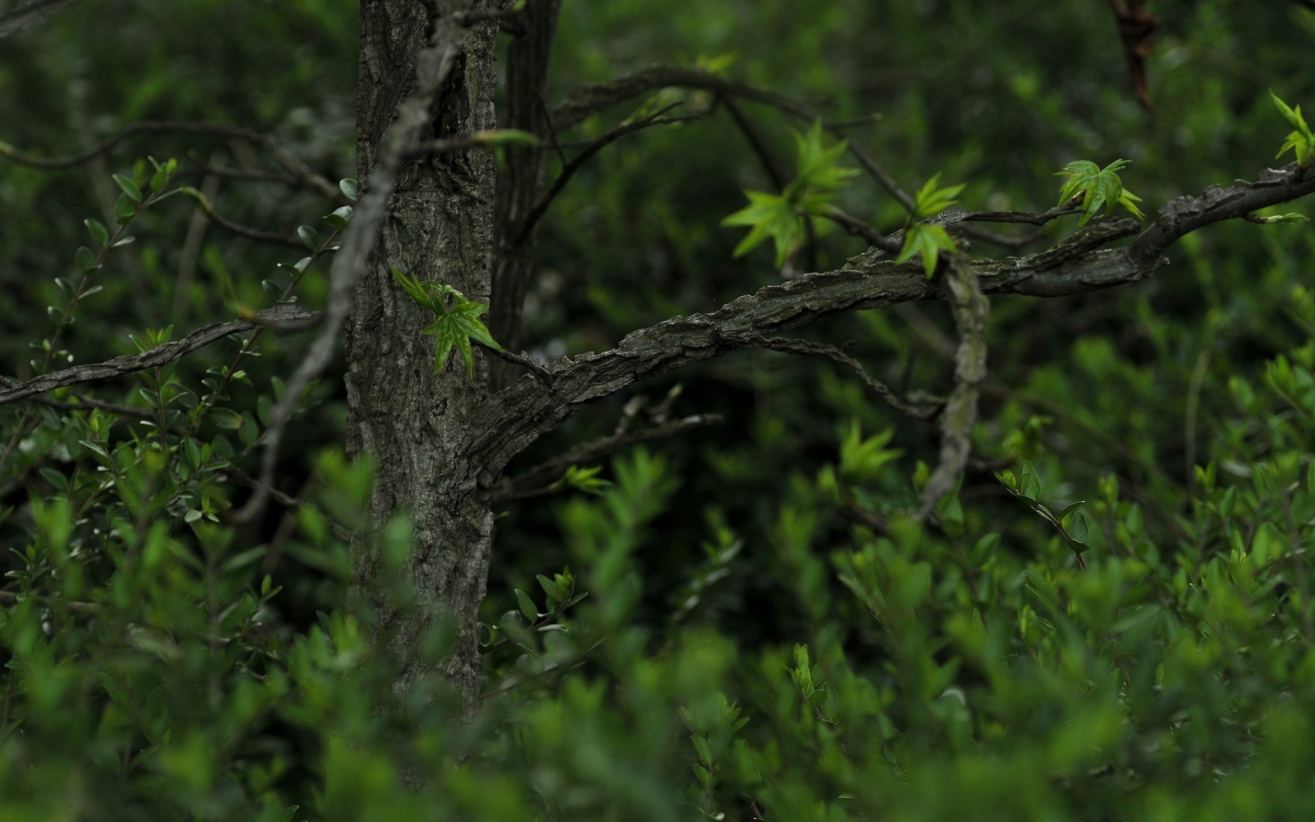 wiosna drzewo natura ptak drewno liść środowisko oddział pulpit flora dzika ogród na zewnątrz dzika kora zbliżenie kolor tekstura park zwierząt