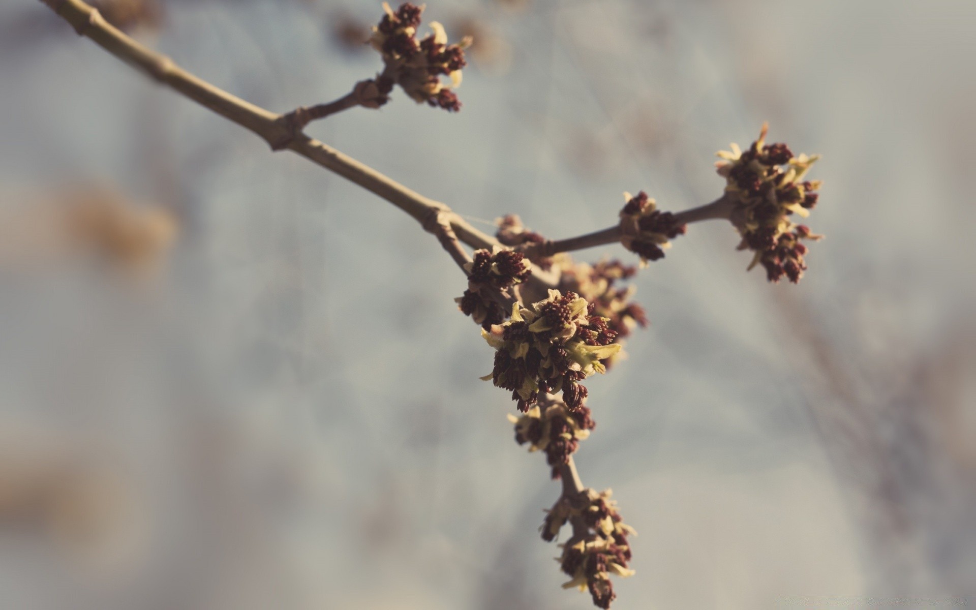 primavera inverno ramo albero all aperto natura fiore foglia gelo sfocatura neve frutta mela compagno crescita flora autunno luce del giorno bel tempo gatto