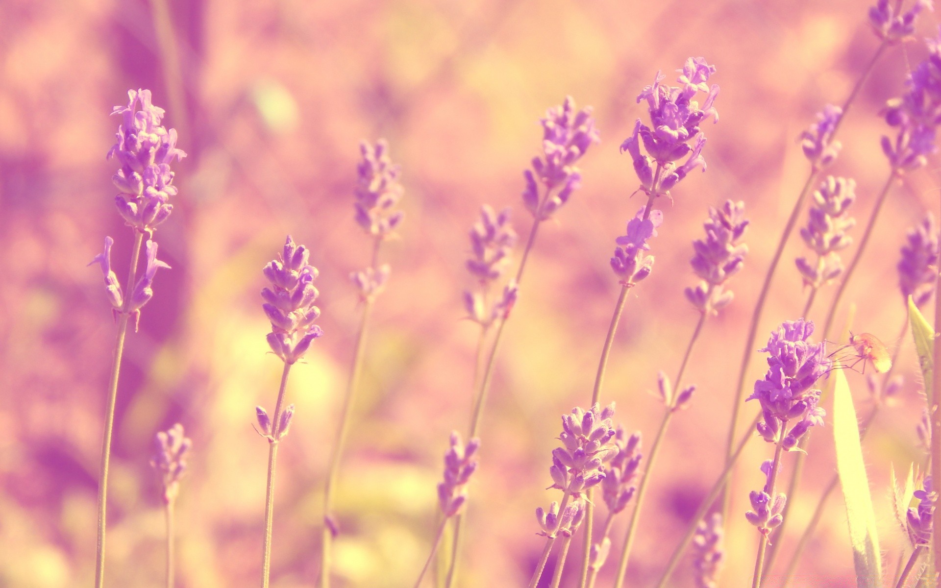 summer nature flower field flora rural sun lavender fair weather floral leaf color violet countryside growth bright grass