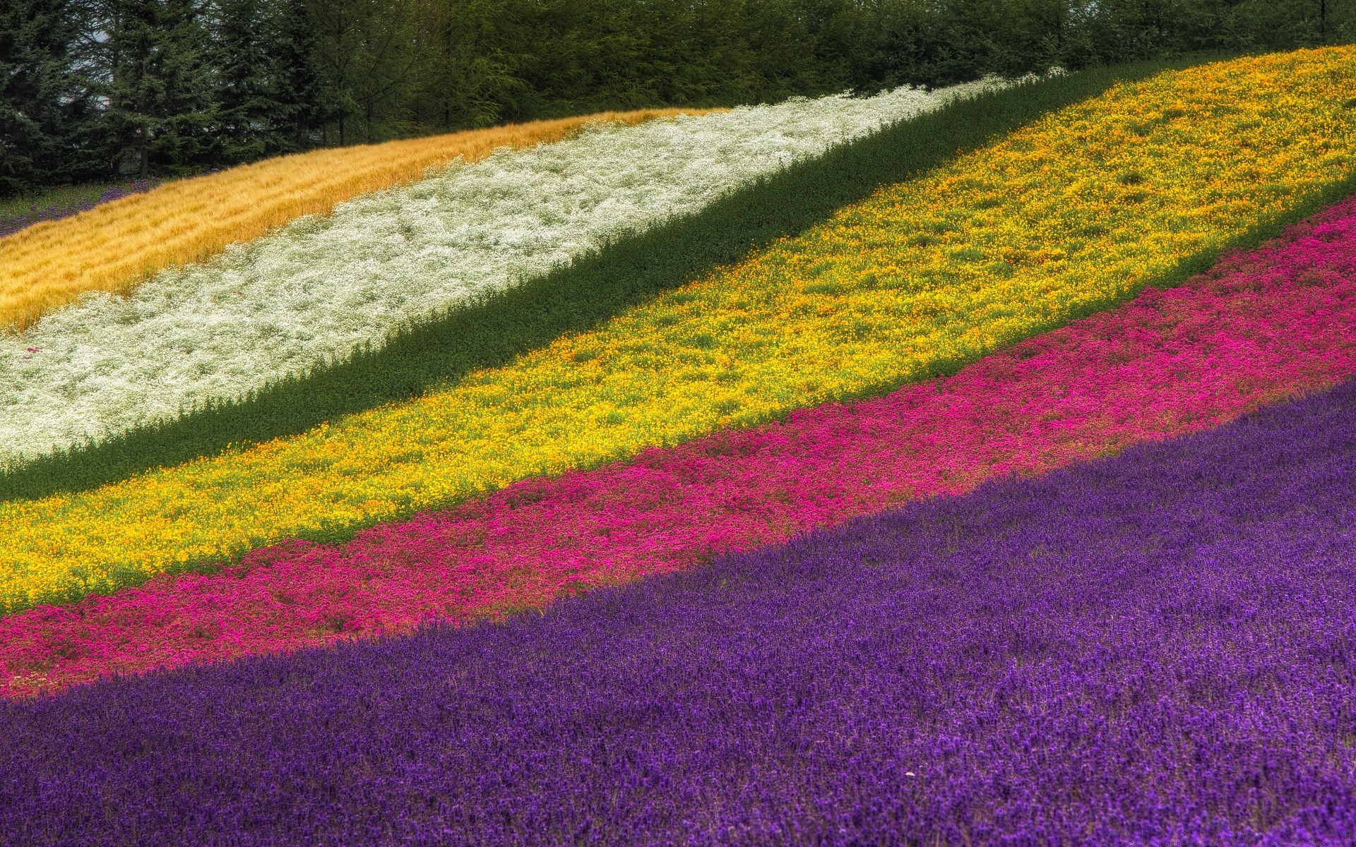 sommer blume feld farbe natur landschaft flora saison im freien heuhaufen wachstum des ländlichen raums der landschaft landwirtschaft hell garten desktop baum blatt