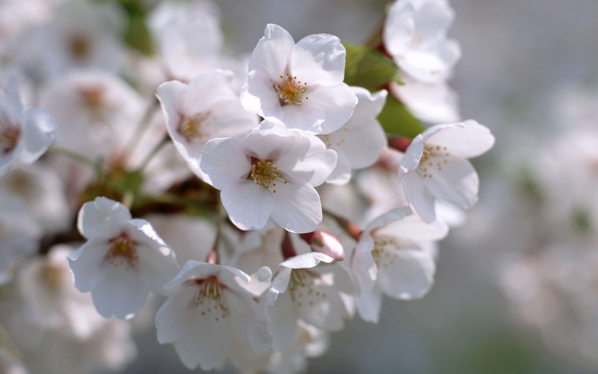 wiosna kwiat wiśnia natura flora oddział drzewo ogród liść jabłko sezon wzrost kolego płatek bluming delikatny kwiatowy jasny na zewnątrz wielkanoc