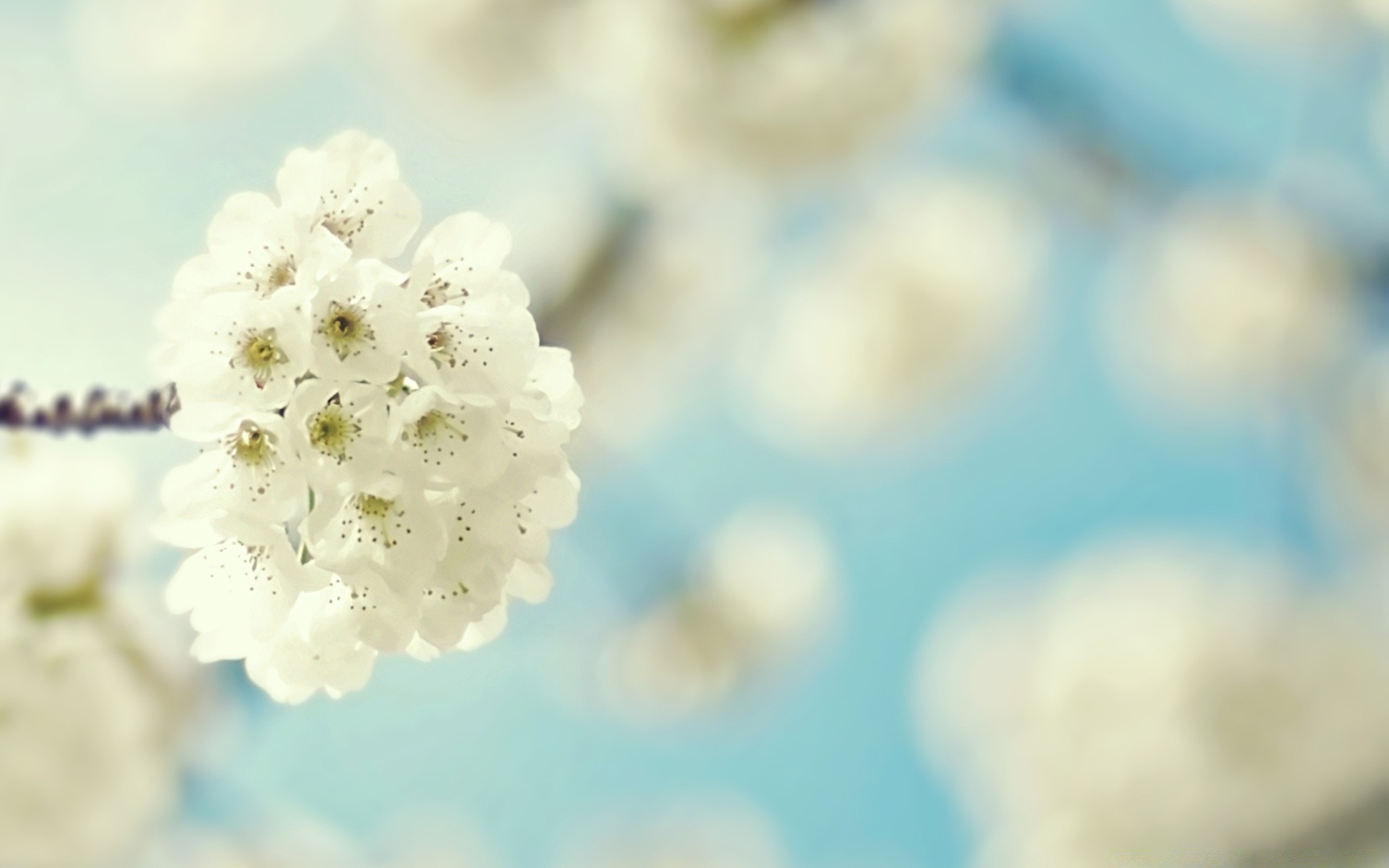 spring blur nature flower bright color summer flora close-up