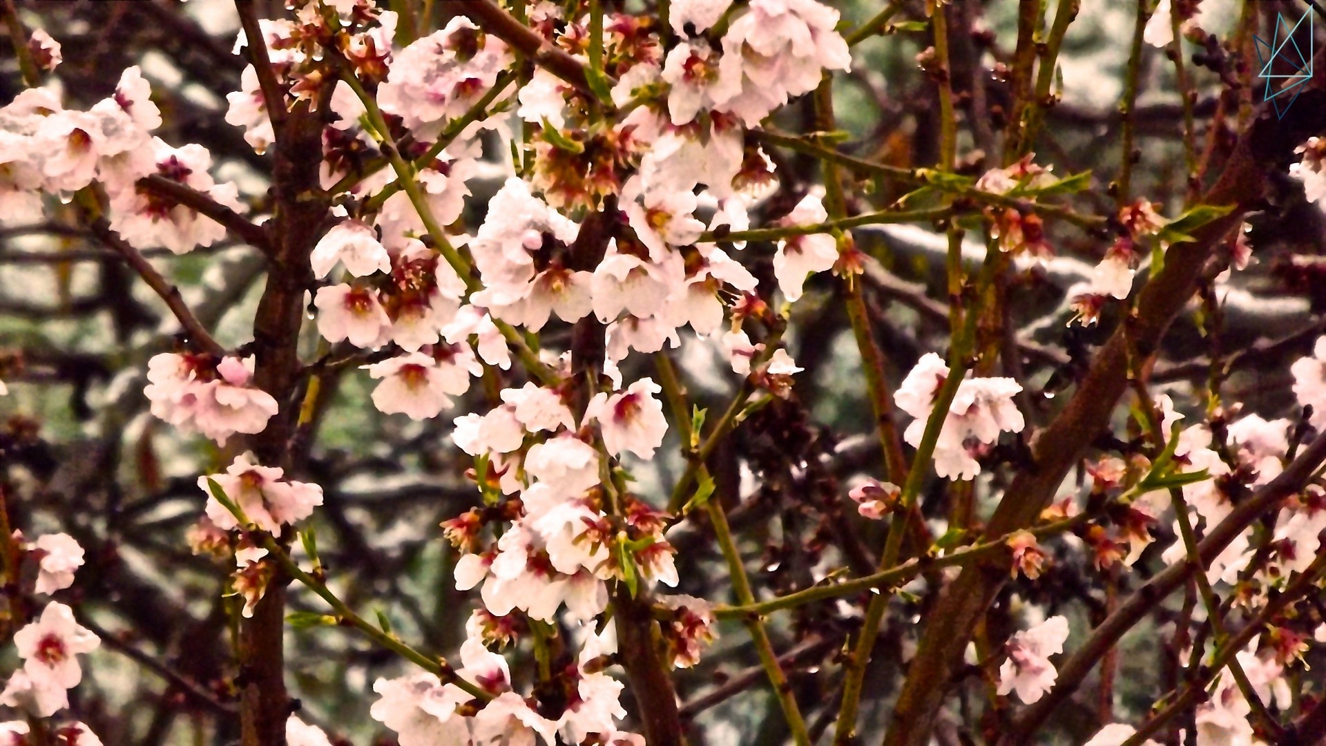 spring flower tree branch flora nature blooming season cherry garden growth outdoors leaf petal floral bud close-up color park sunny