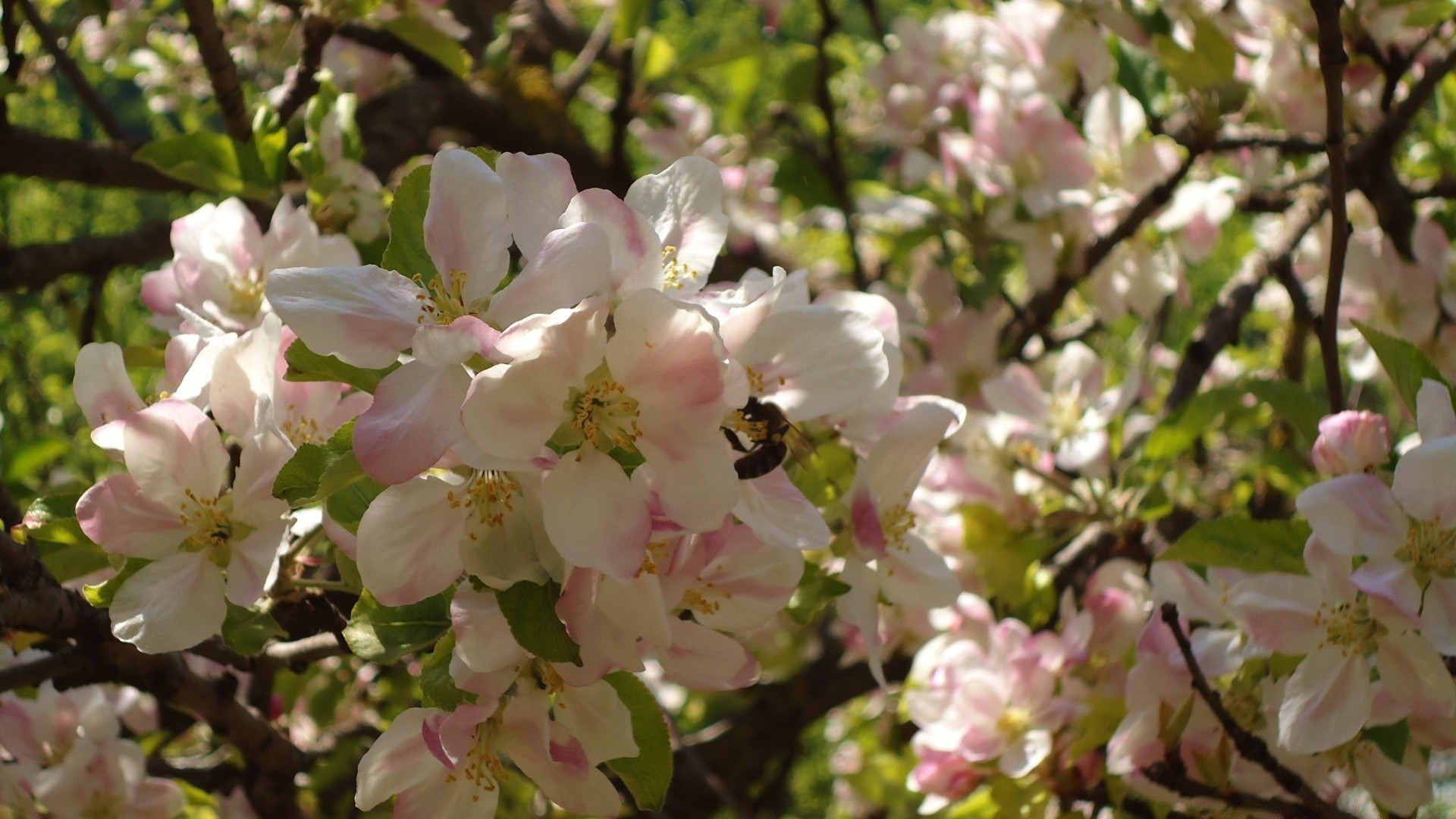 frühling blume baum zweig kirsche garten flora blühen natur apfel blütenblatt blatt kumpel wachstum saison blumen frühling park im freien pflaumen