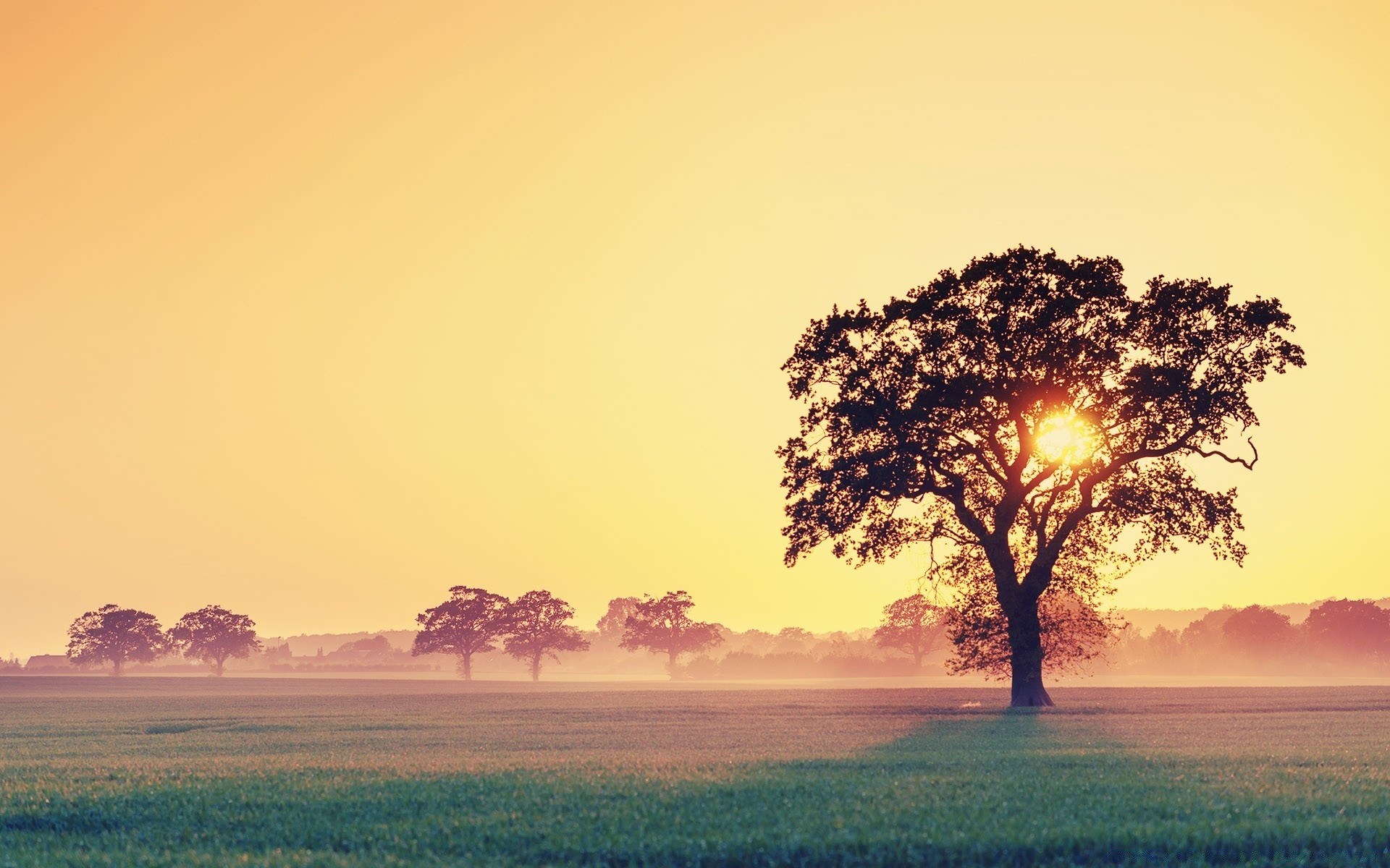 estate tramonto alba sole natura paesaggio albero all aperto cielo campagna sera bel tempo rurale illuminato nebbia crepuscolo erba campo terra coltivata