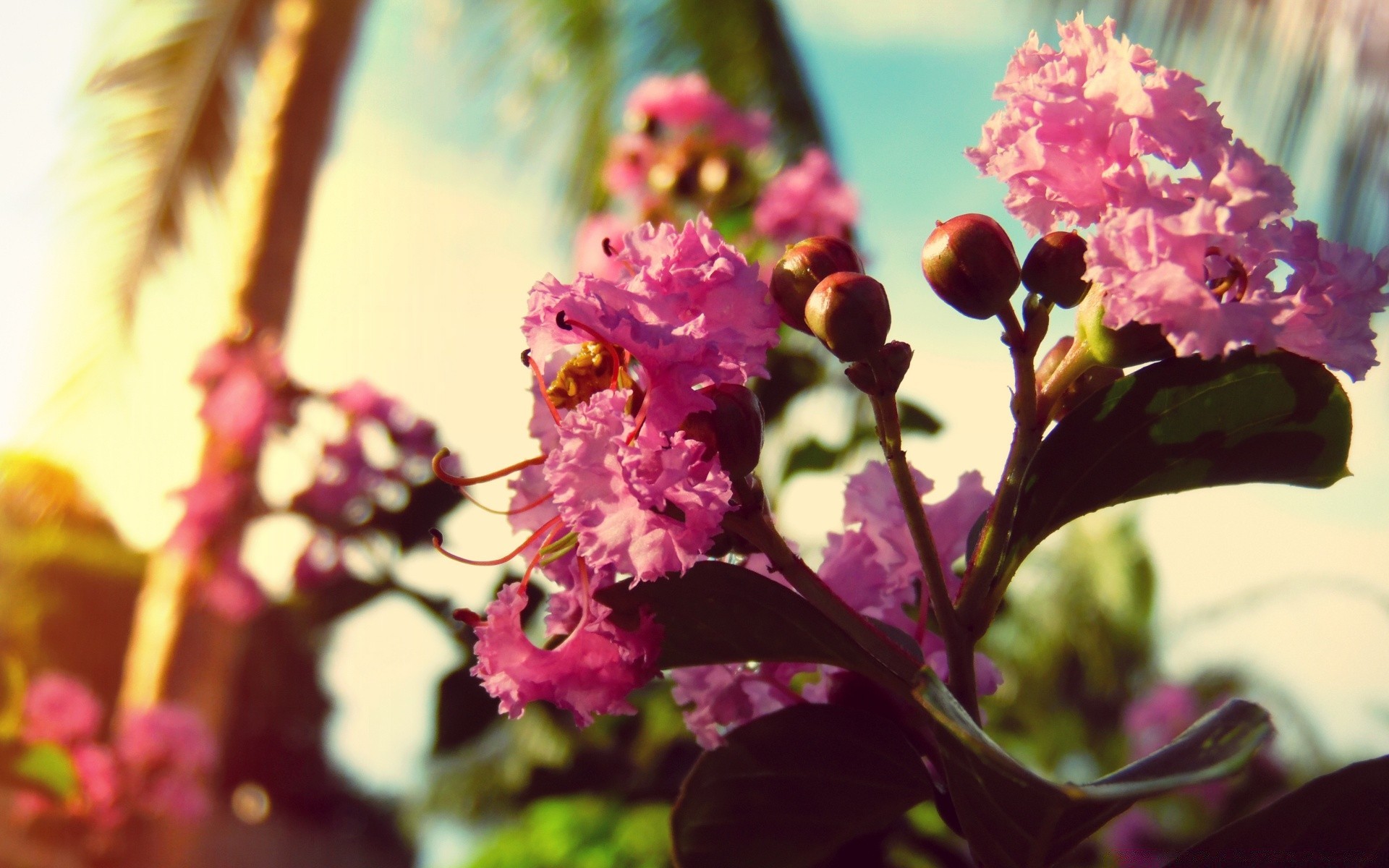 yaz çiçek doğa flora çiçek yaprak çiçeklenme renk petal bahçe bulanıklık açık havada yakın çekim parlak buket