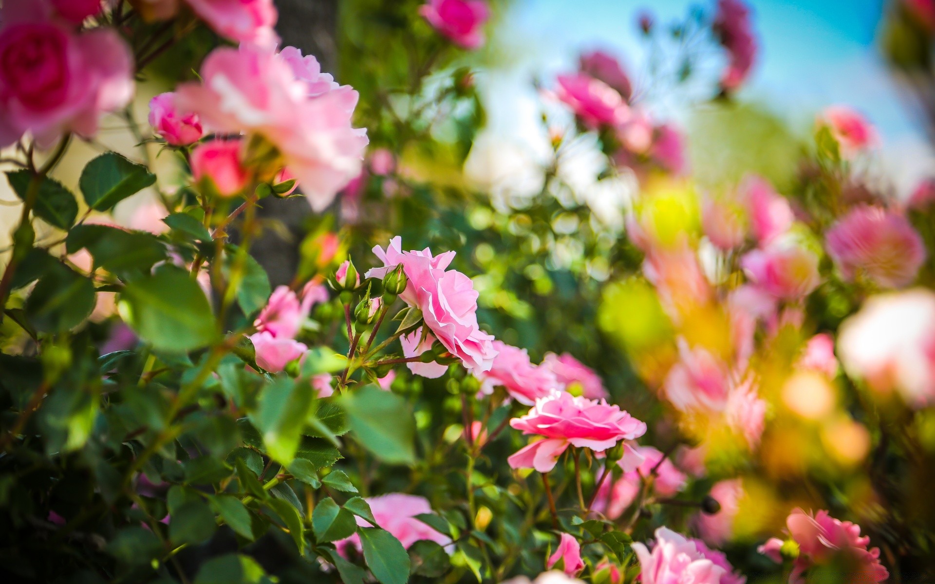 été fleur nature jardin flore feuille bluming rose floral pétale couleur lumineux croissance arbre beau temps branche en plein air parc