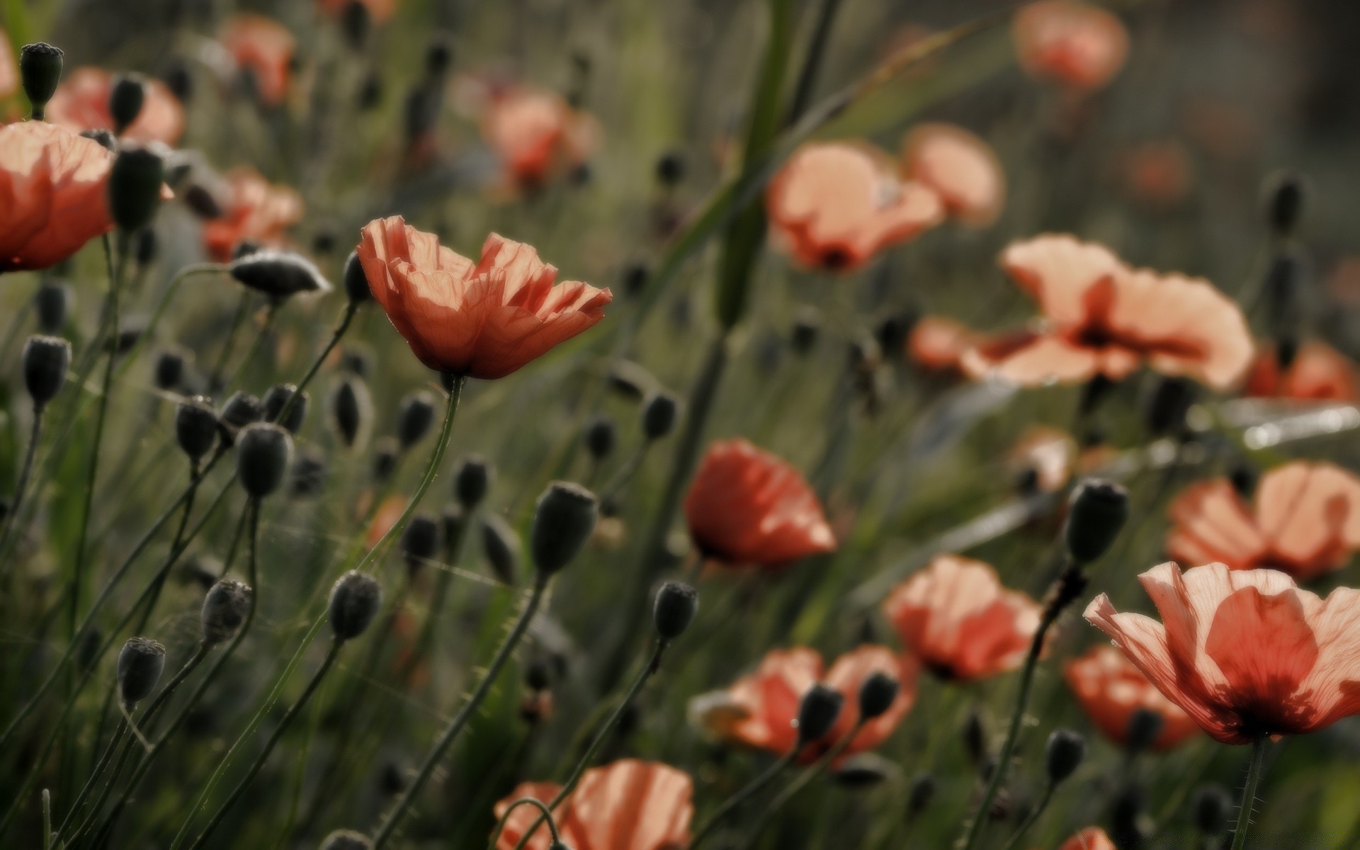 lato kwiat natura flora ogród poppy liść kolor na zewnątrz pole kwiatowy bluming jasny zbliżenie płatek sezon sianokosy dziki trawa