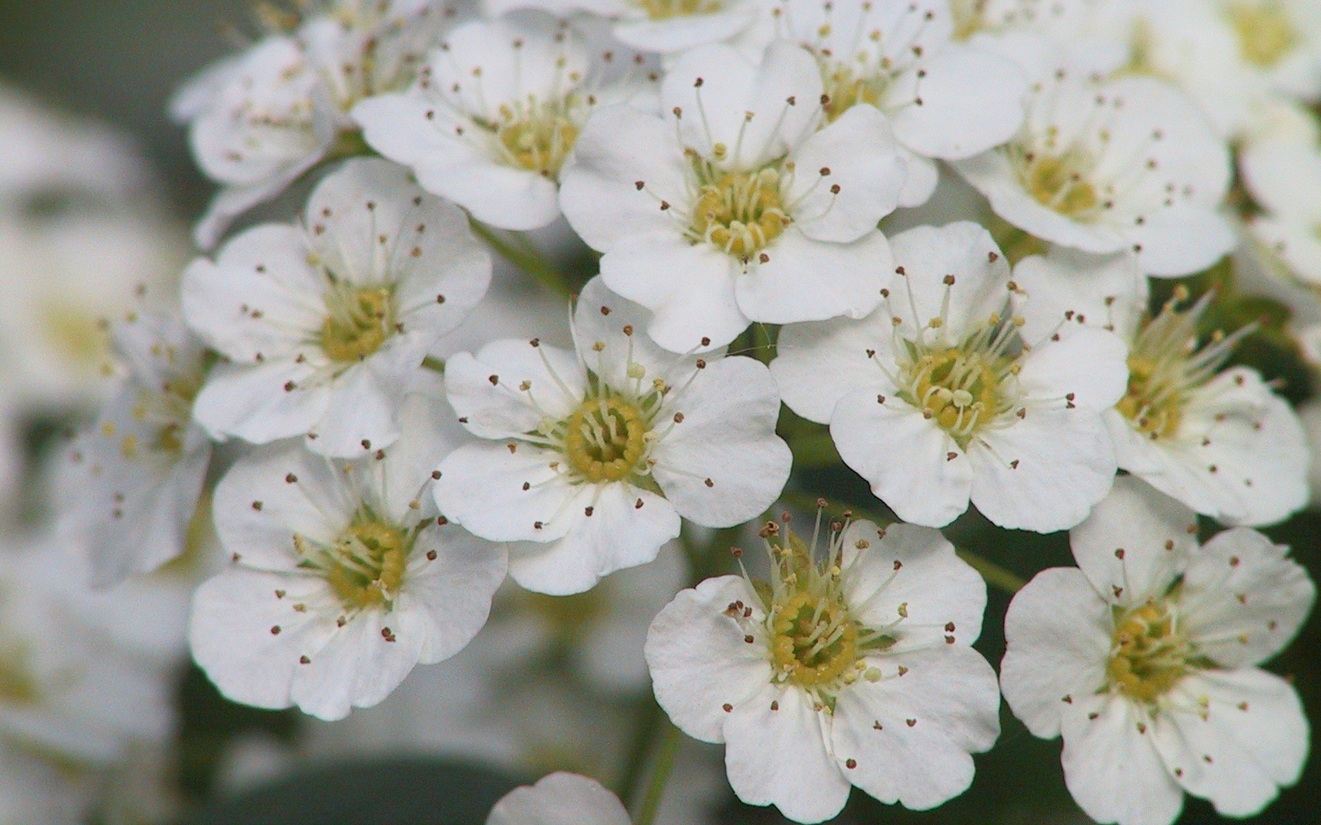 wiosna kwiat flora natura ogród liść kwiat wiśni drzewo oddział lato płatek bluming sezon wzrost jasny kolego piękny kolor na zewnątrz