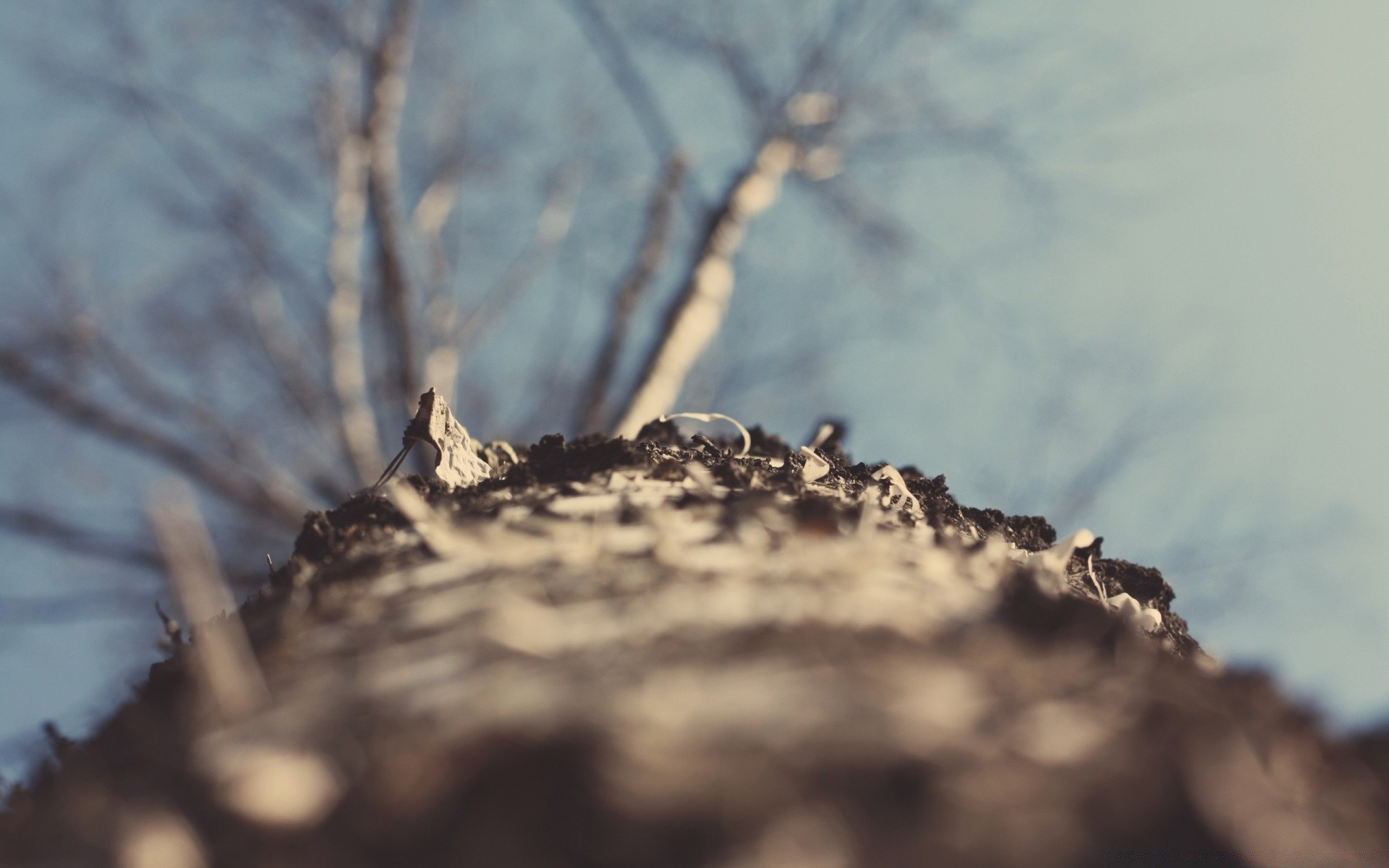 wiosna krajobraz drzewo natura ptak na zewnątrz świt zima śnieg niebo drewno światło owad monochromatyczny