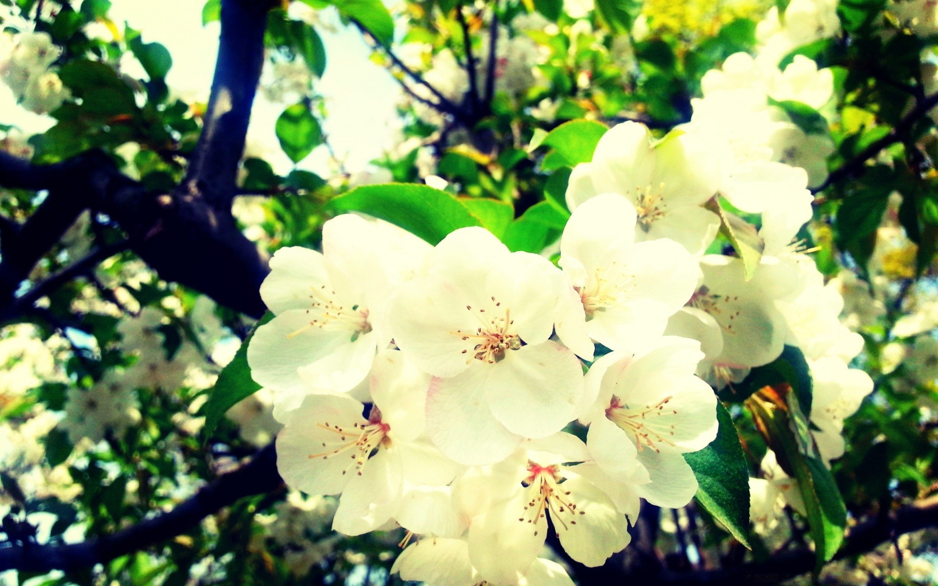 spring nature flower branch flora leaf tree garden growth blooming summer season outdoors apple cherry floral petal bright color fair weather