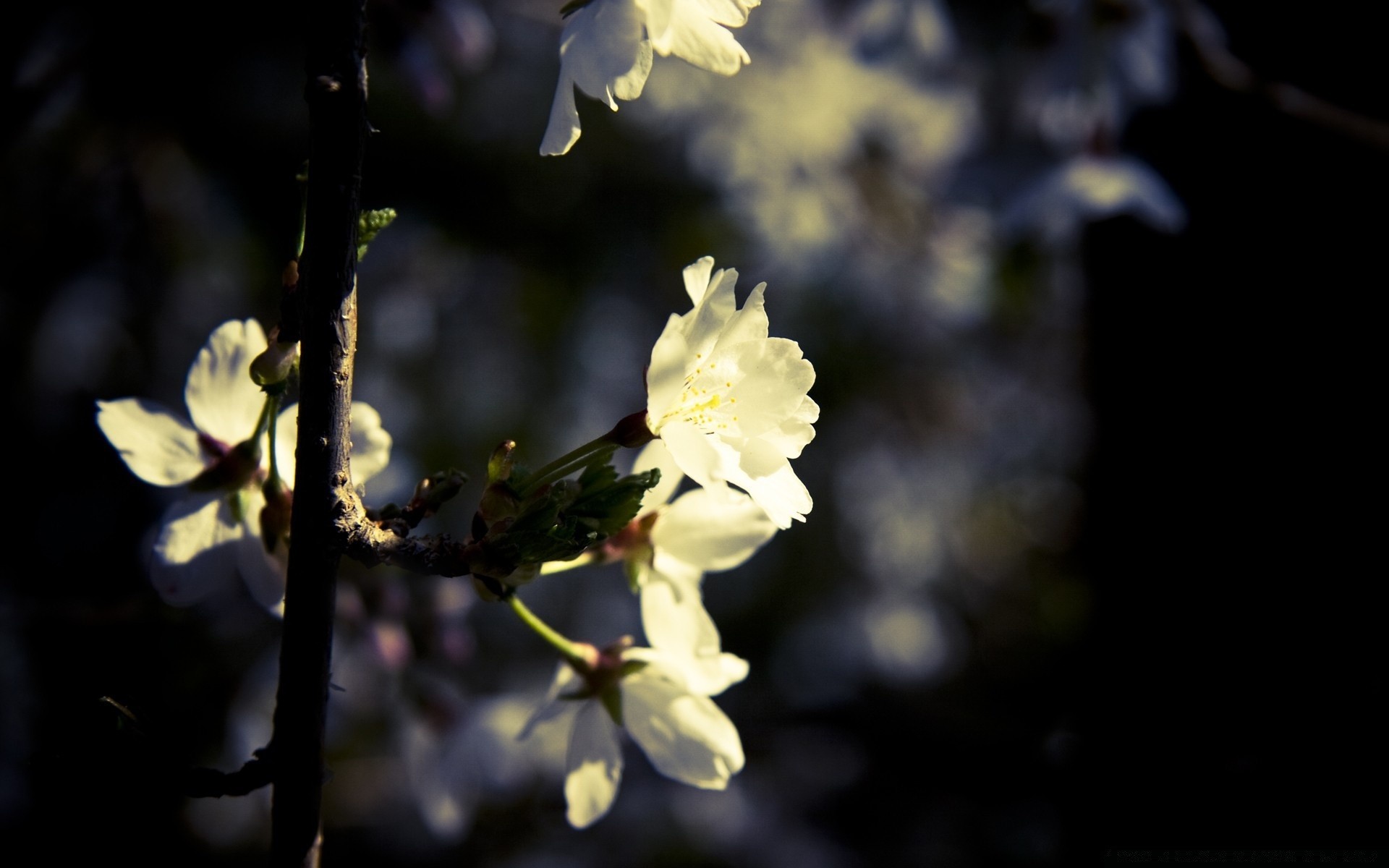 primavera fiore natura foglia flora ramo albero giardino crescita fioritura petalo all aperto compagno colore mela sfocatura luce delicato floreale luminoso