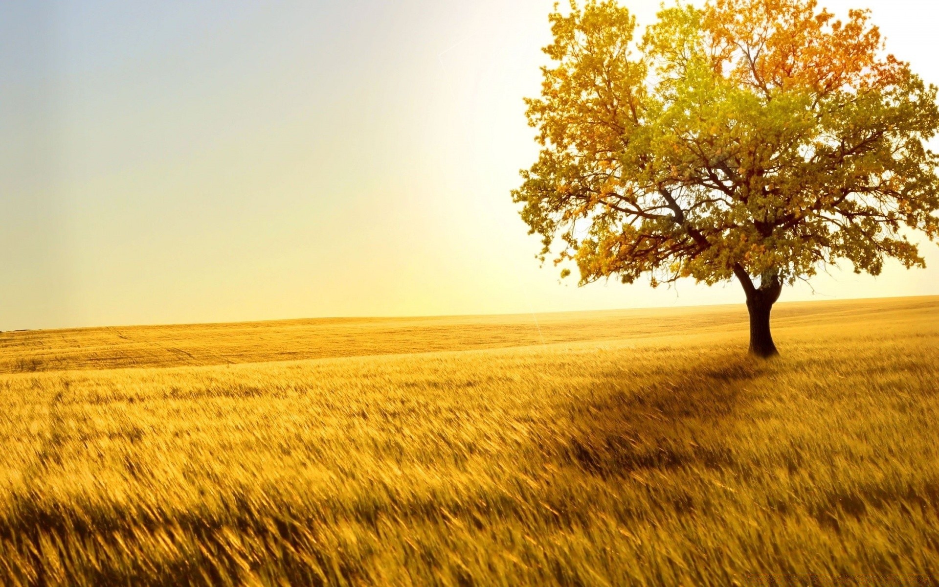 estate paesaggio natura sole albero campo oro rurale campagna alba paese tramonto bel tempo autunno stagione