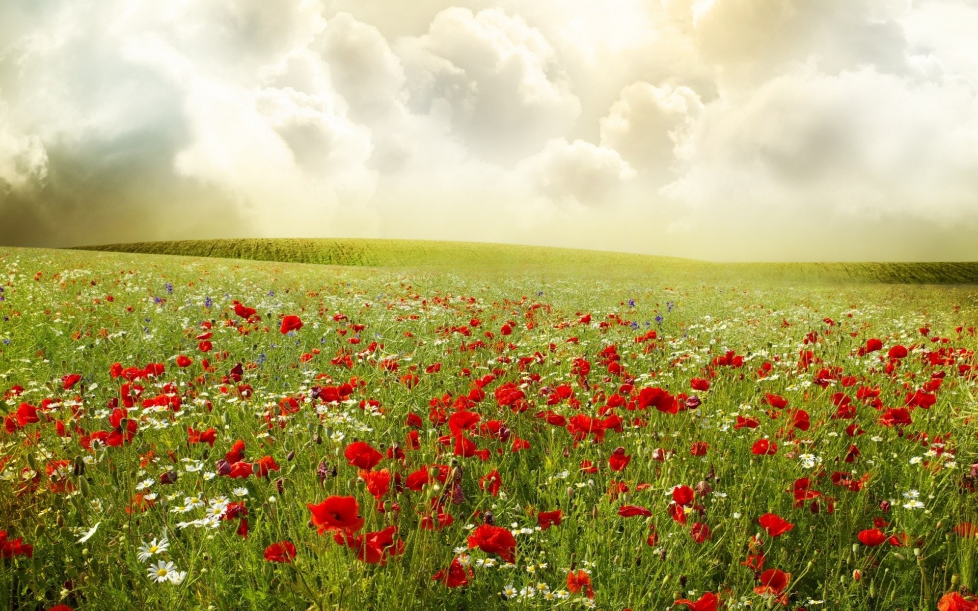 sommer feld poppy blume heuhaufen des ländlichen raumes gras landschaft landschaft natur landwirtschaft im freien bauernhof flora weide weide land wachstum gutes wetter