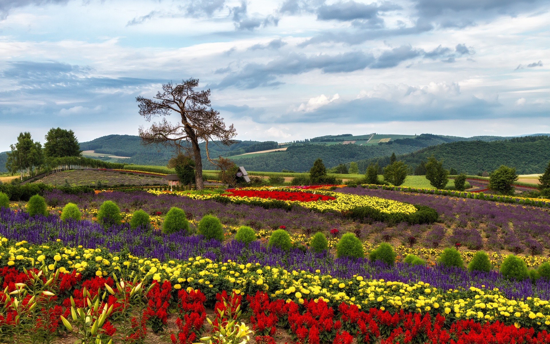 summer flower landscape garden nature flora agriculture field outdoors growth scenic tulip rural blooming farm color tree hayfield cropland