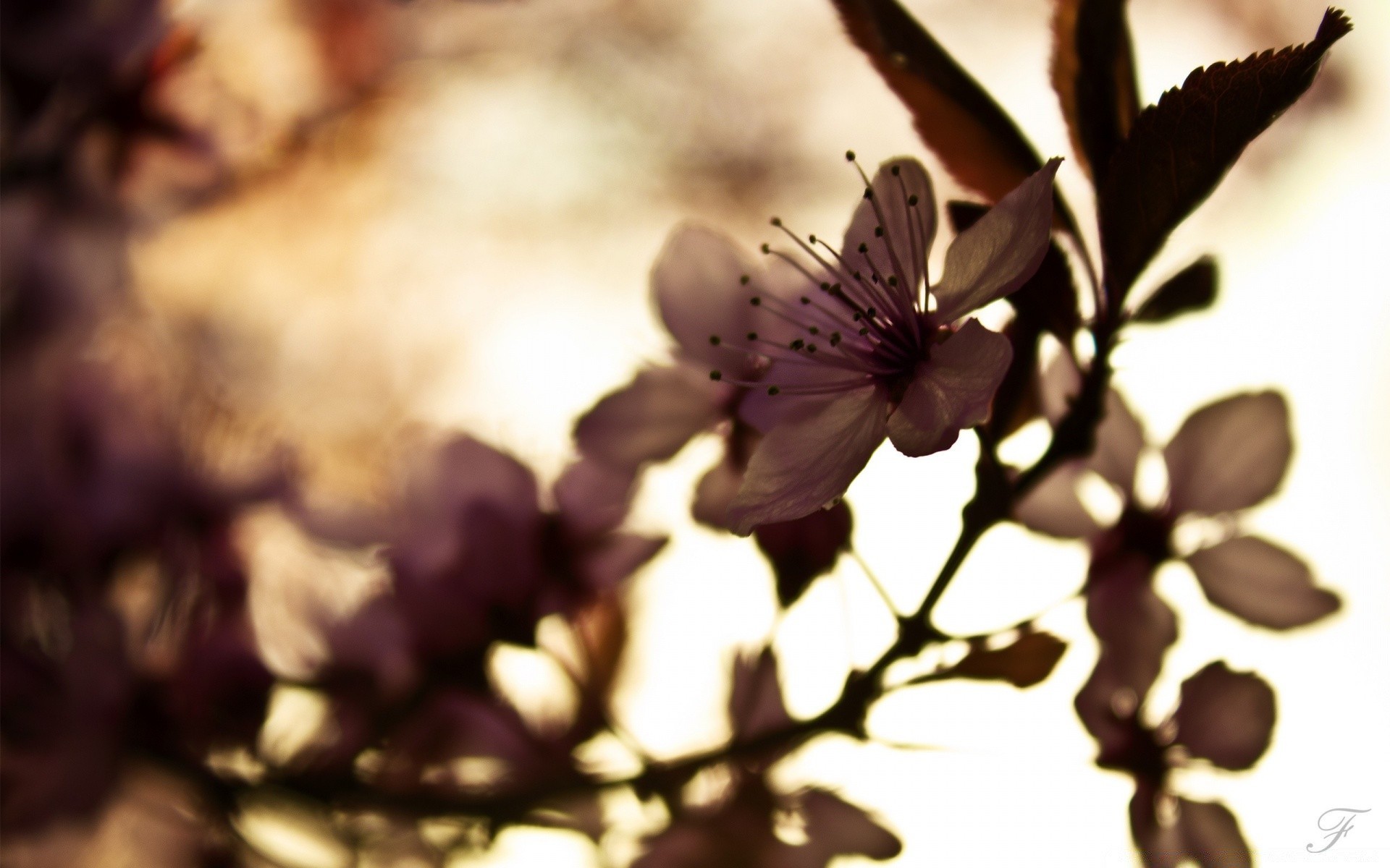 spring flower blur nature outdoors flora light leaf tree