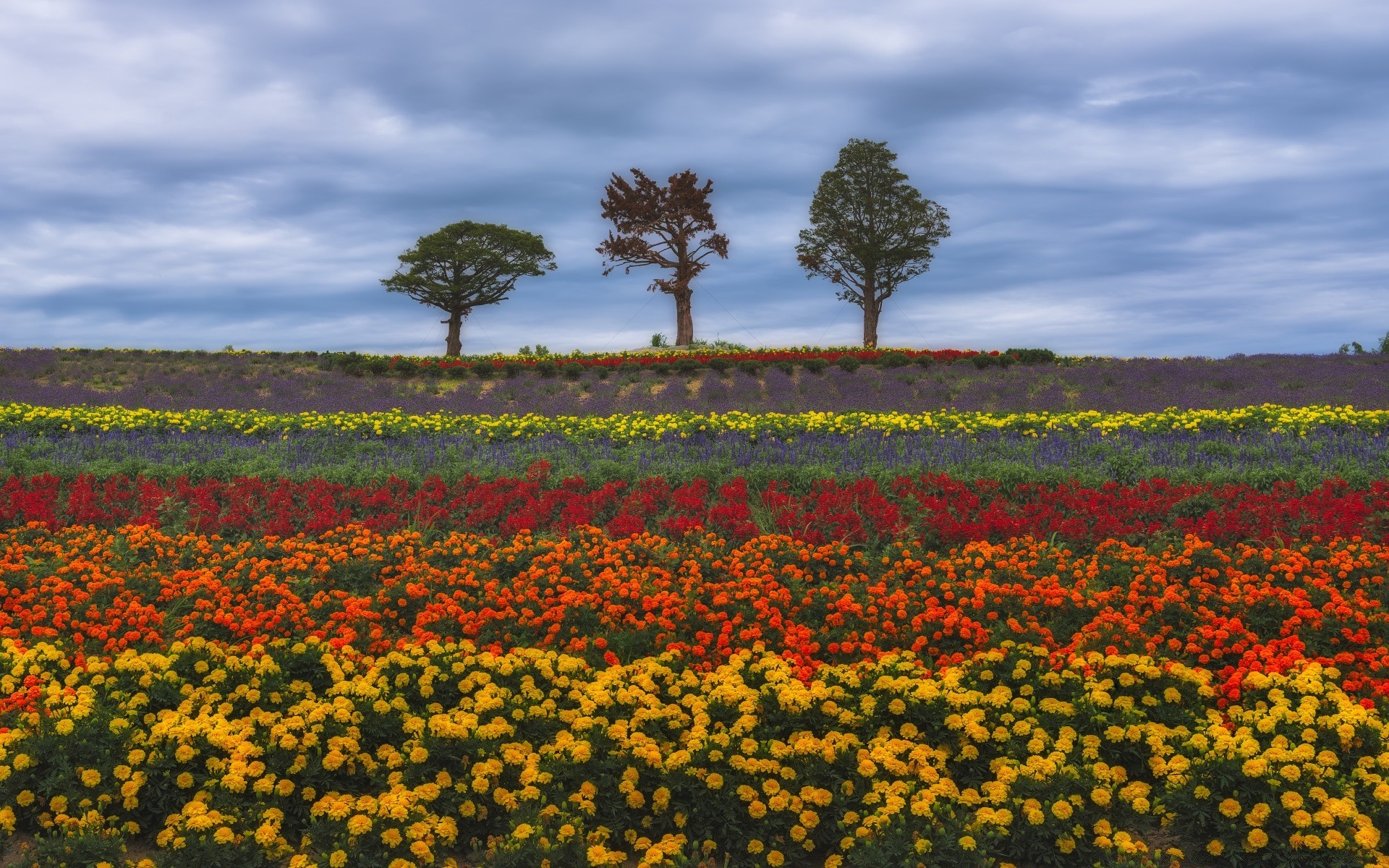 summer flower field agriculture landscape poppy outdoors hayfield nature cropland farm growth flora grassland rural floral color daylight pasture