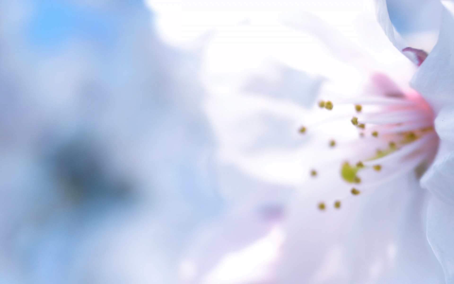 frühling blume unschärfe natur dof flora sommer farbe garten pastell blatt abstrakt hell wachstum blütenblatt baum schließen sanft kumpel