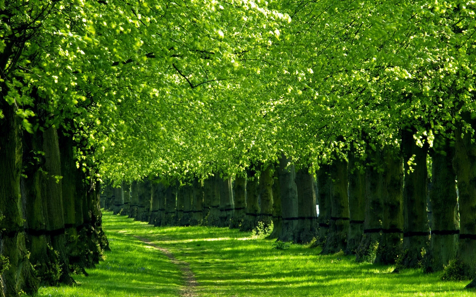 summer leaf tree nature garden flora park growth landscape lush environment grass wood season branch outdoors bright lawn scene