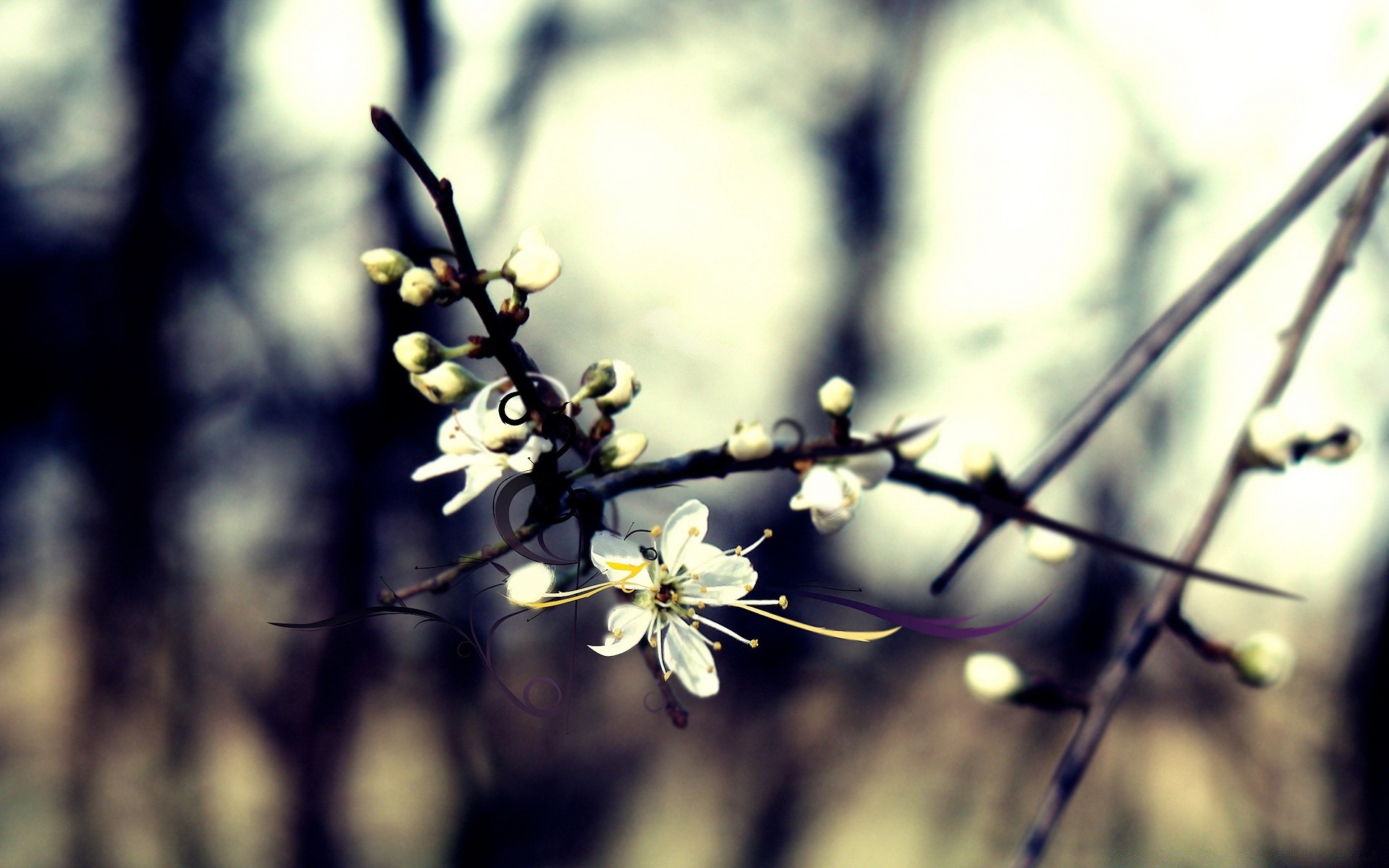 printemps fleur nature branche arbre flore jardin feuille flou à l extérieur saison croissance lumière cerise dof été beau temps copain gros plan bluming