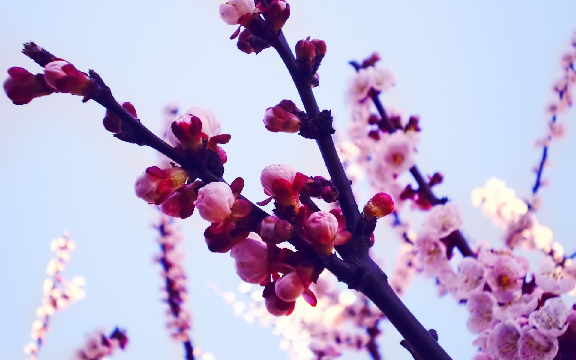 primavera fiore natura ramo cherry flora albero fioritura giardino stagione buddy crescita esterna estate petalo foglia di colore luminoso