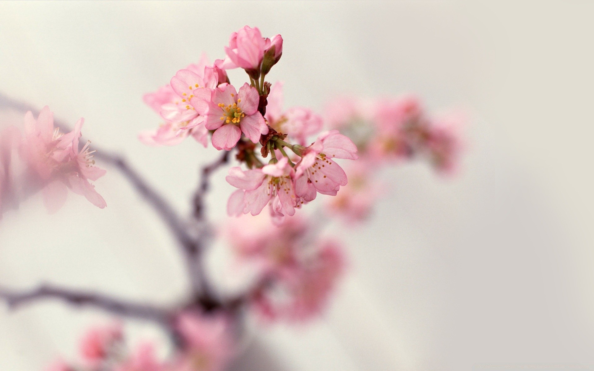 wiosna wiśnia kwiat natura oddział drzewo flora jabłko ogród kolego bluming płatek plum kwiatowy sezon liść delikatny wzrost wiosna zbliżenie lato