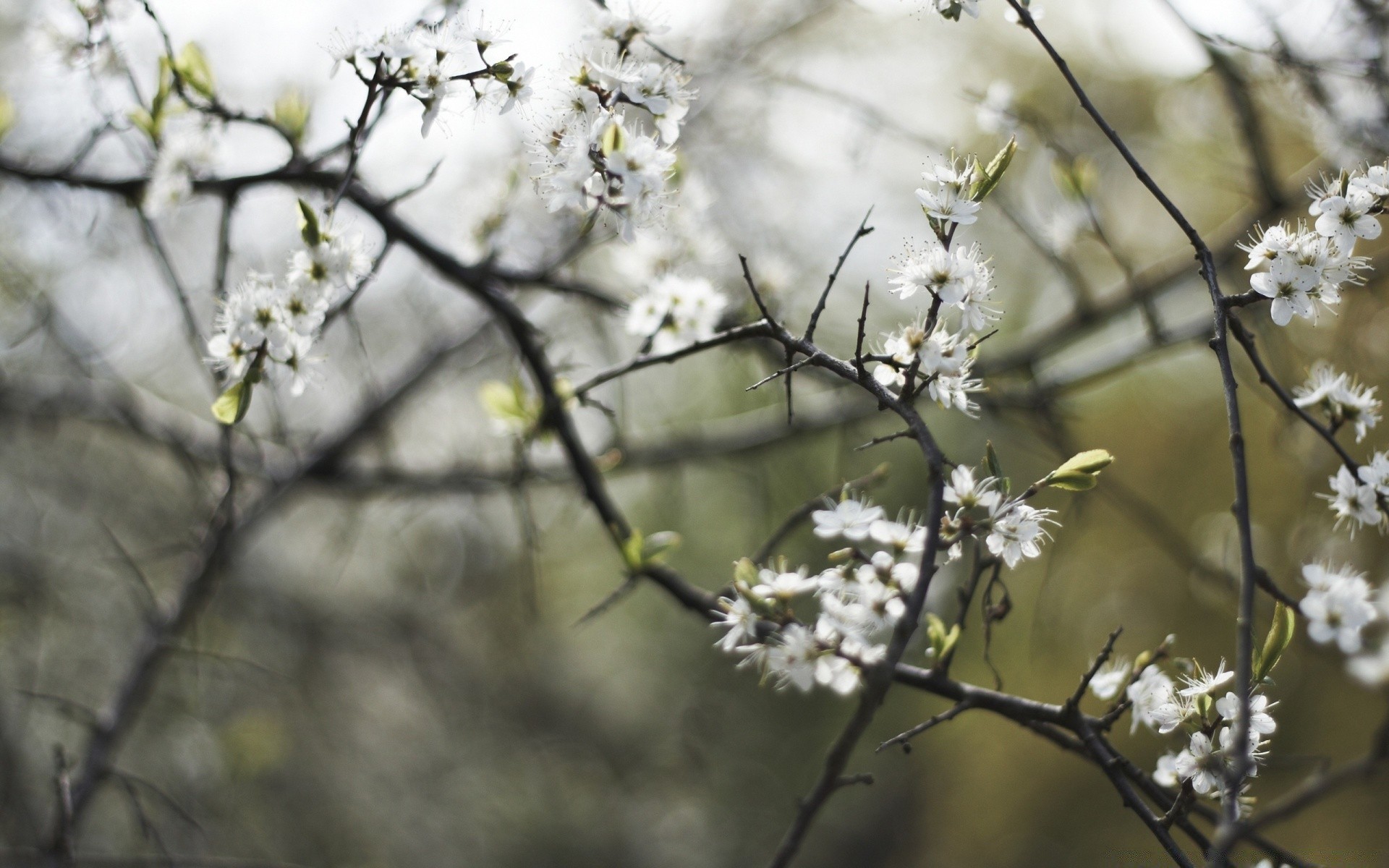 wiosna kwiat drzewo oddział wiśnia natura sezon flora jabłko zbliżenie liść park ogród bluming wzrost na zewnątrz kolego kolor piękne jasne