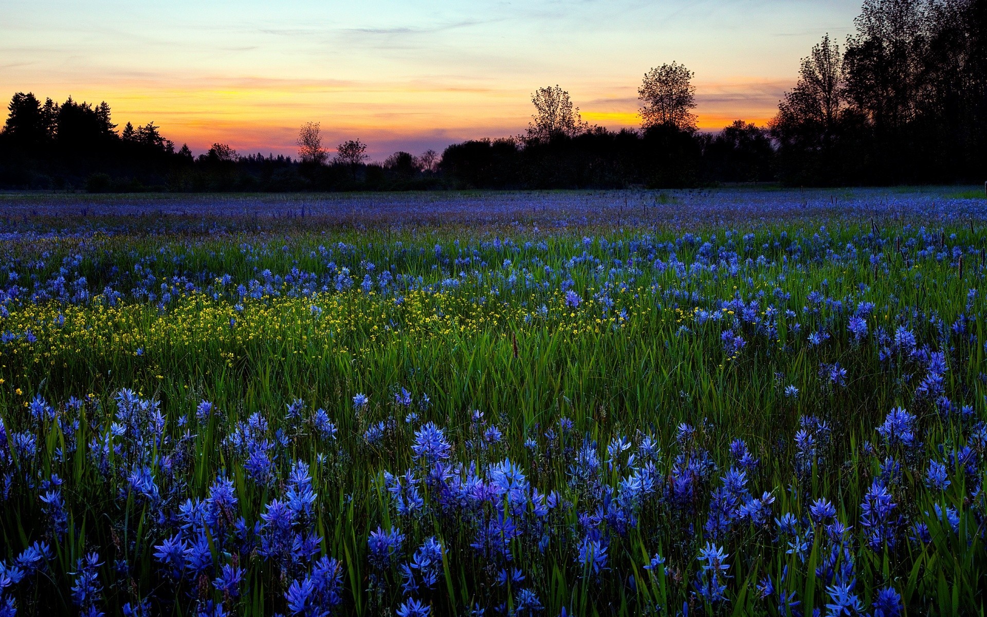 estate fiore natura giacinto all aperto campo fieno flora colore rurale floreale lampada paesaggio primavera stagione giardino parco erba bel tempo