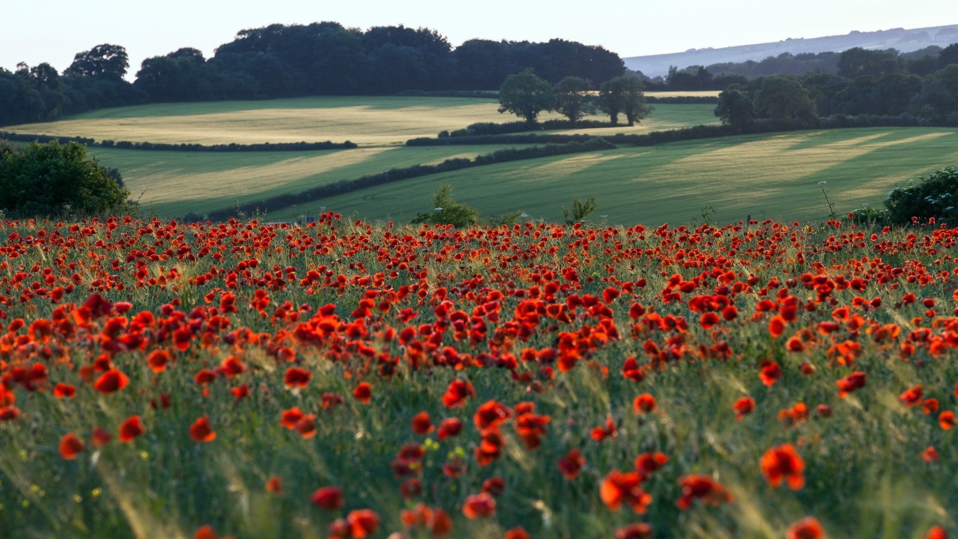 été fleur poppy champ foin agriculture flore paysage rural nature à l extérieur ferme campagne herbe floral croissance bluming pétale couleur