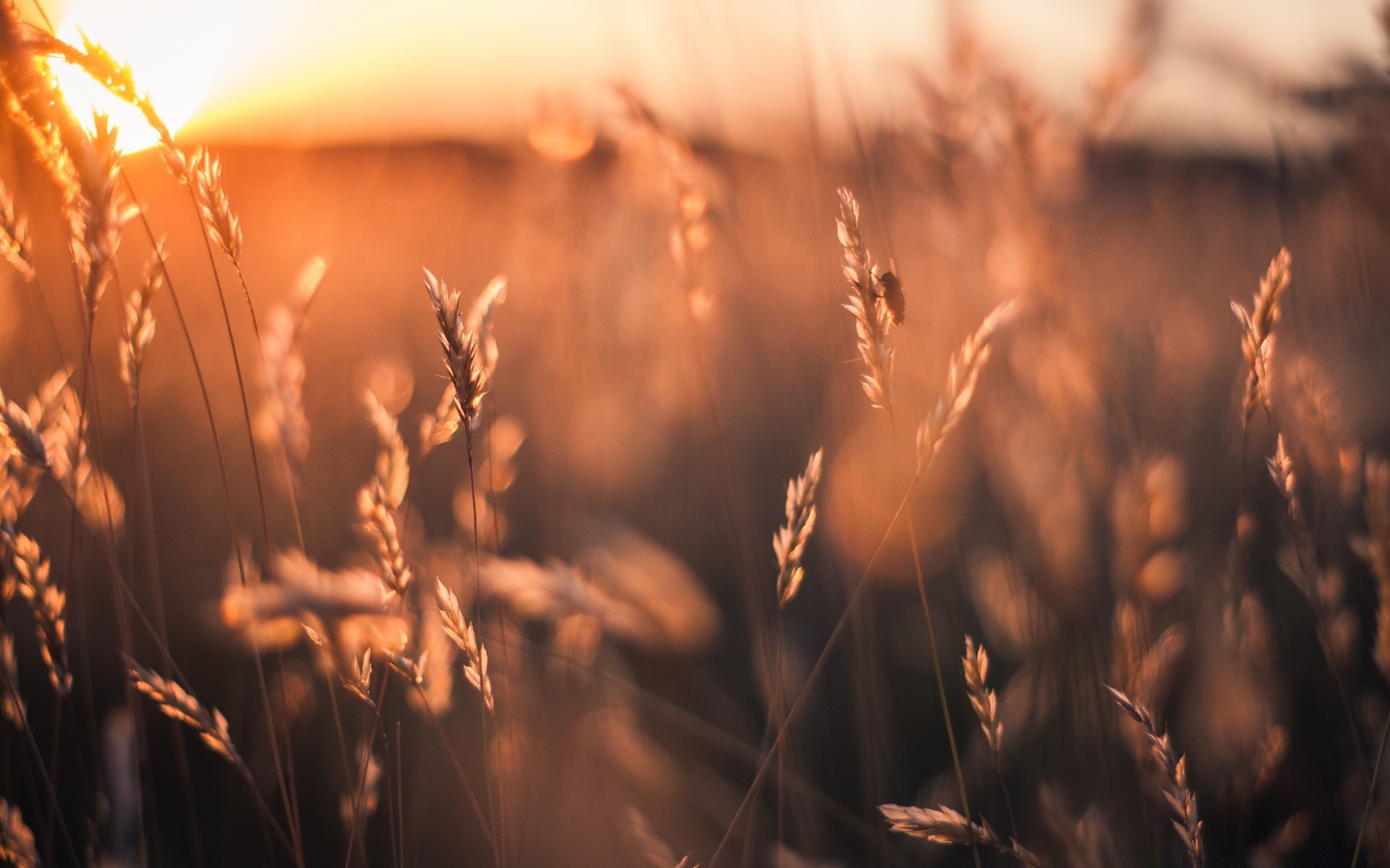 summer wheat cereal rural sun corn bread pasture field farm rye sunset crop straw growth seed gold countryside fair weather agriculture dawn