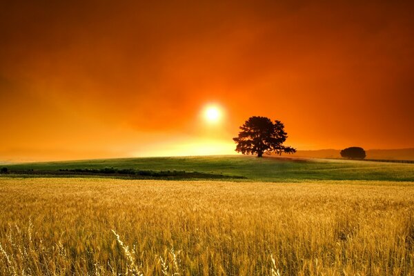 Weizenfeld bei Sonnenuntergang im Sommer