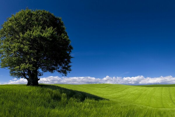 El guardián solitario en la serenidad verde