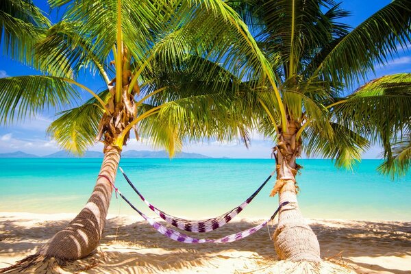 Hammocks under palm trees on the beach