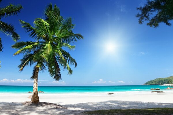 Green palm tree on a tropical island