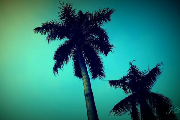 Palme da cocco in piedi al tramonto