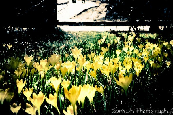 A clearing with yellow primroses illuminated by the sun